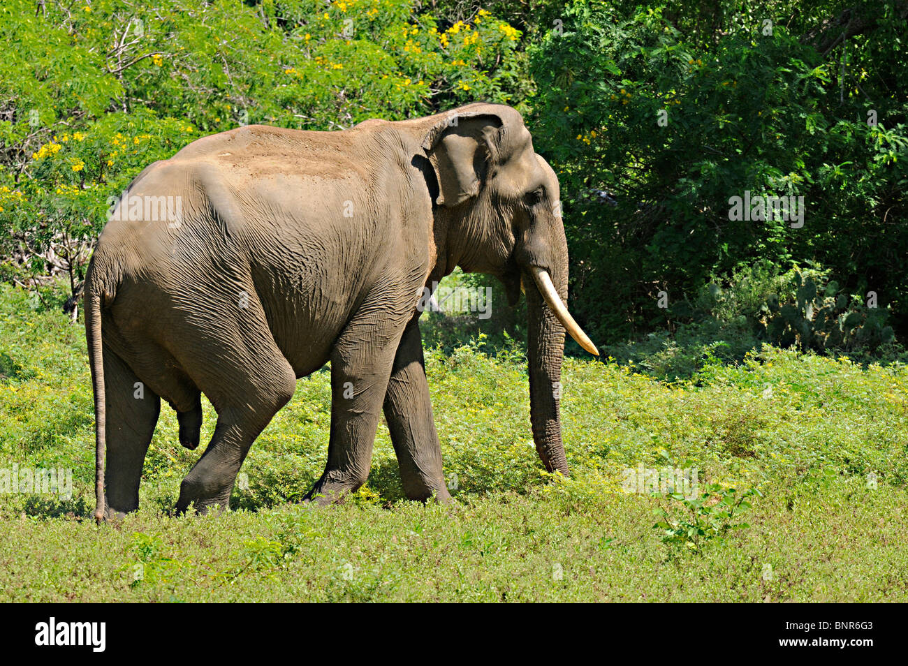 Il governo dello Sri Lanka Elephant tusker (Elephas maximus maximus) in Yala National Park, Sri Lanka Foto Stock