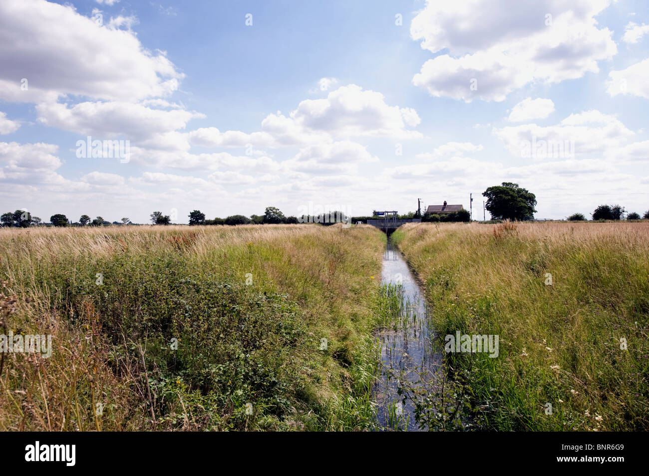 Terreno agricolo rurale inglese. Fosso di drenaggio rurale che attraversa la lunga erba estiva con edifici agricoli in lontananza sotto un cielo luminoso con nuvole Foto Stock