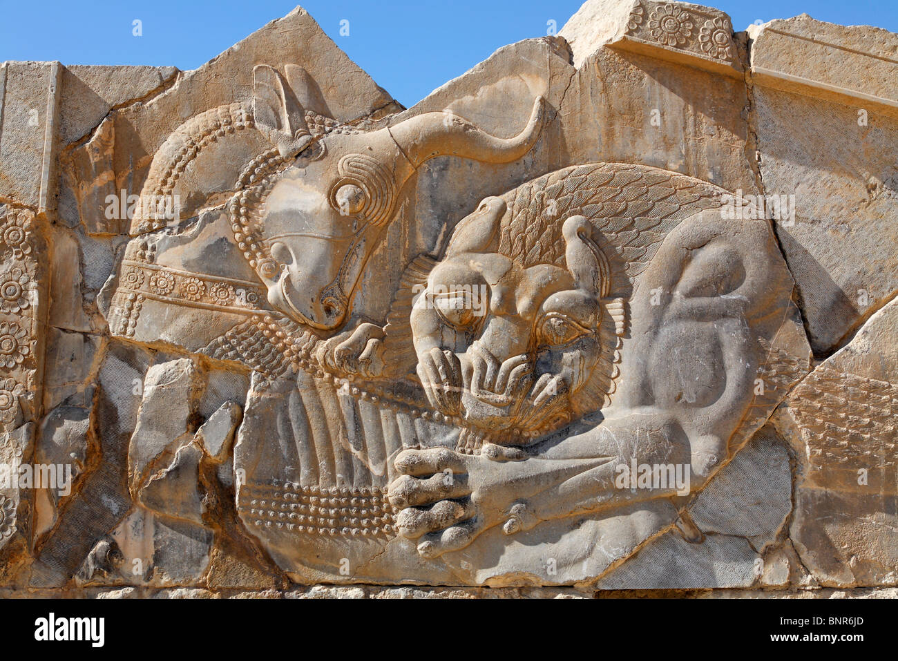 Iran - Persepoli - bassorilievo scultura di un leone di caccia un toro Foto Stock
