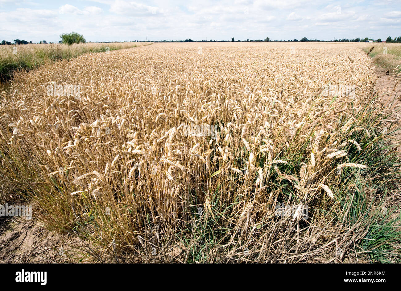 Terreno agricolo rurale inglese. Fosso di drenaggio rurale che attraversa la lunga erba estiva con edifici agricoli in lontananza sotto un cielo luminoso con nuvole Foto Stock