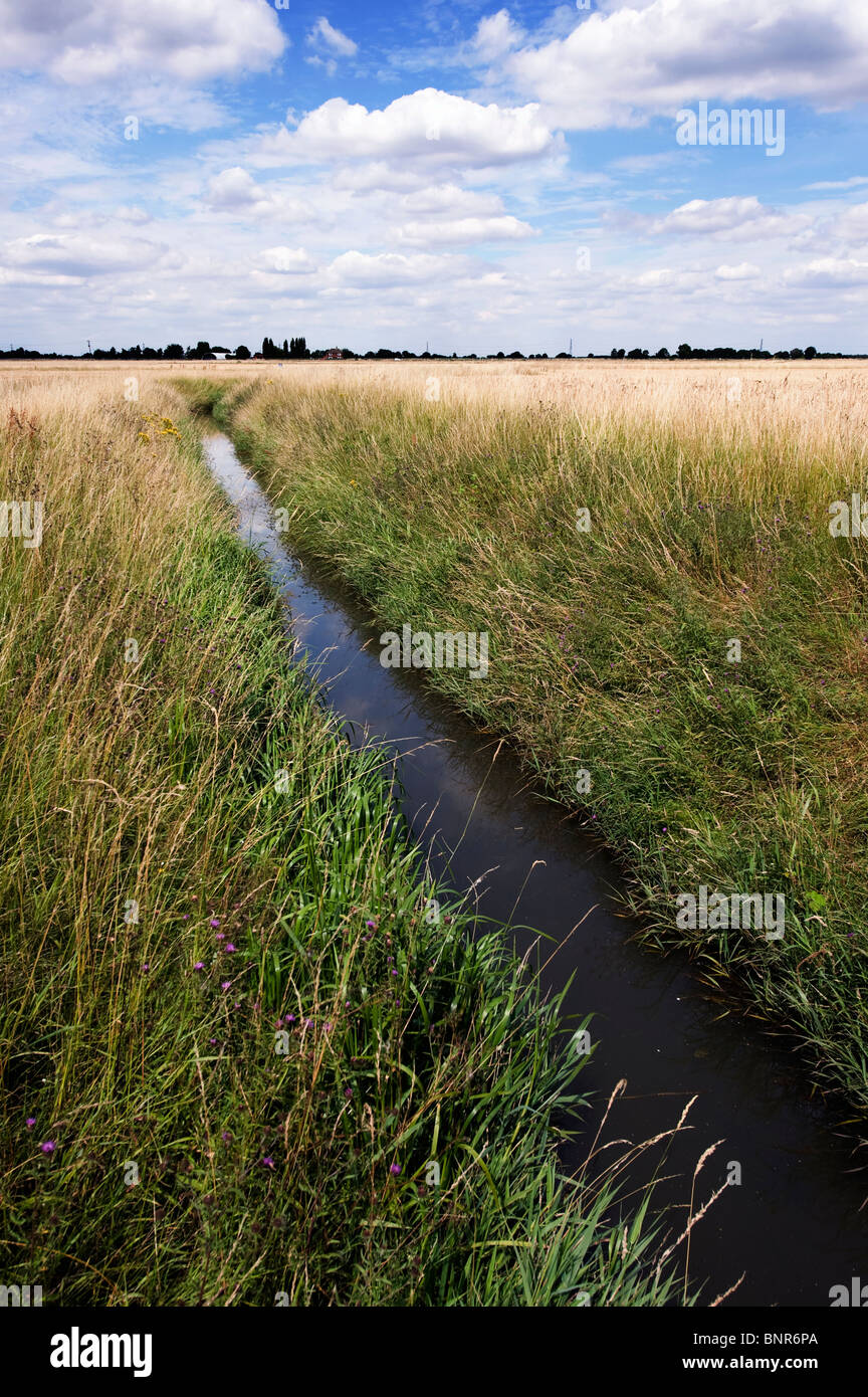 Terreno agricolo rurale inglese. Fosso di drenaggio rurale che attraversa la lunga erba estiva con edifici agricoli in lontananza sotto un cielo luminoso con nuvole Foto Stock