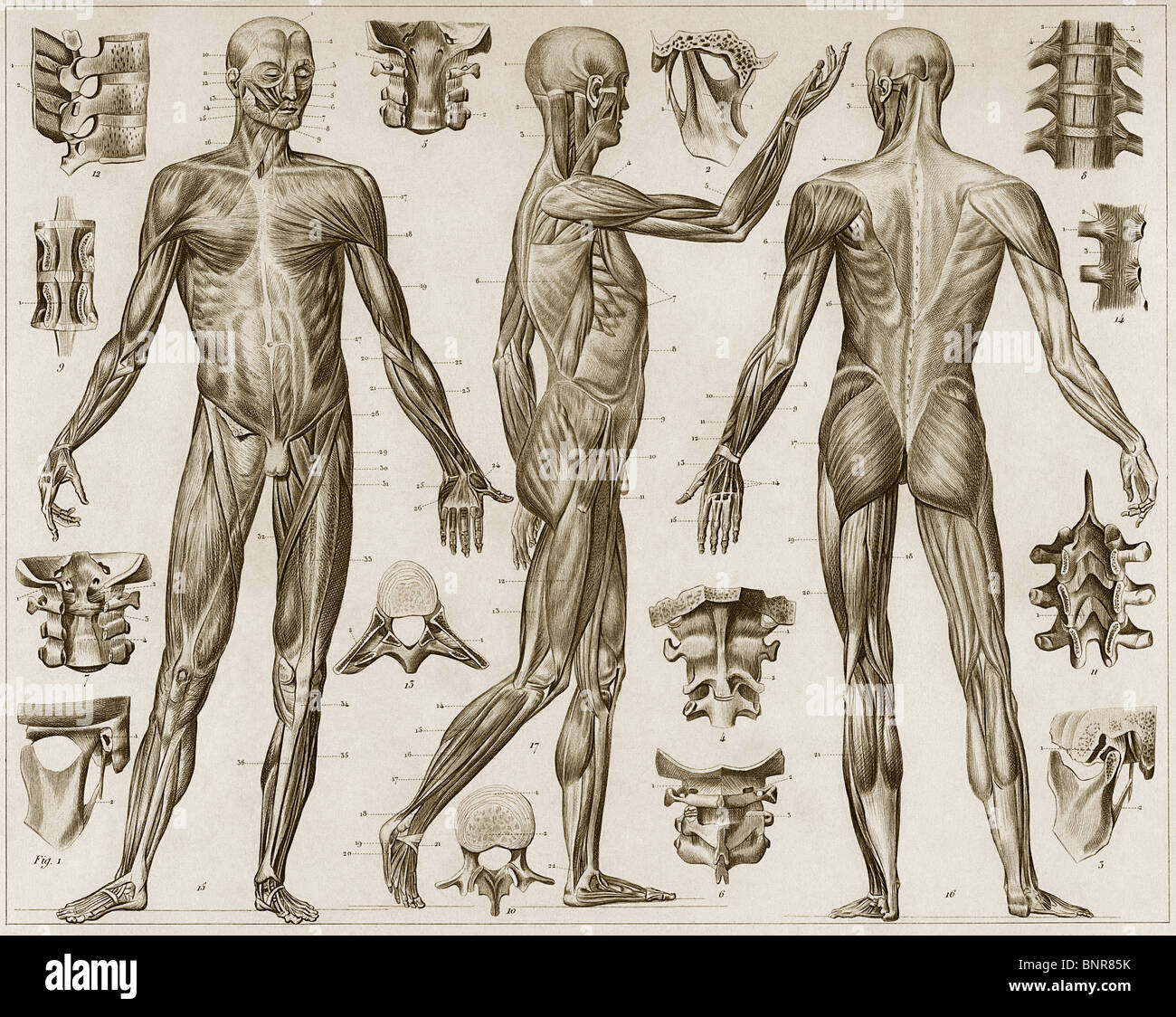 Incisione storica della muscolatura umana da quella anteriore, posteriore e laterale insieme con varie vertebre Foto Stock