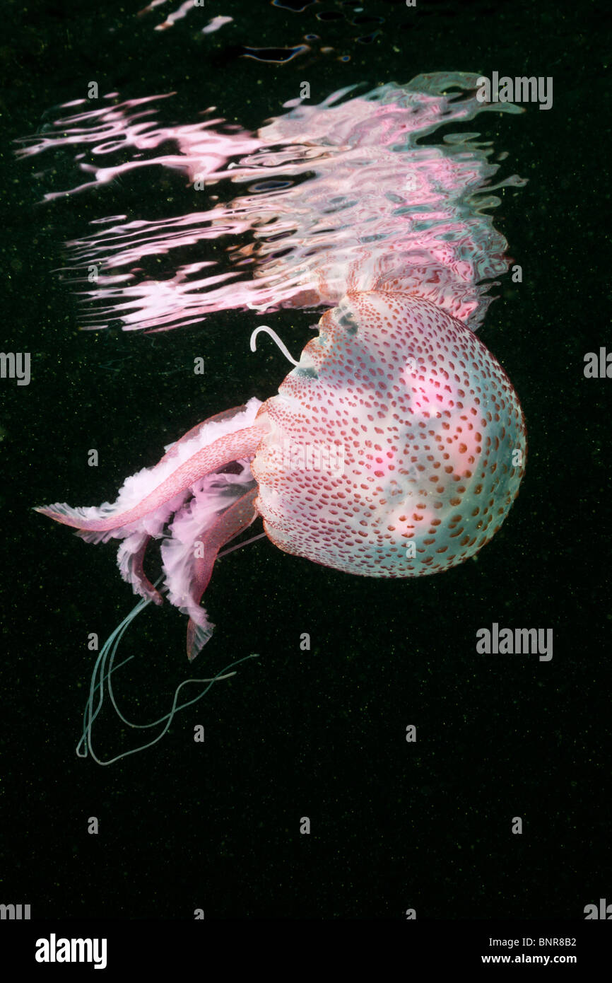 Mauve Stinger meduse, Pelagia noctiluca, Cap de Creus, Costa Brava, Spagna Foto Stock