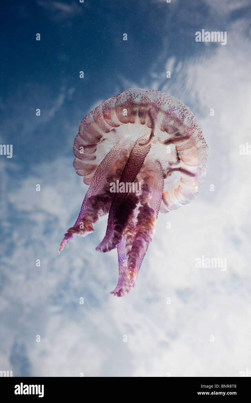 Mauve Stinger meduse, Pelagia noctiluca, Cap de Creus, Costa Brava, Spagna Foto Stock