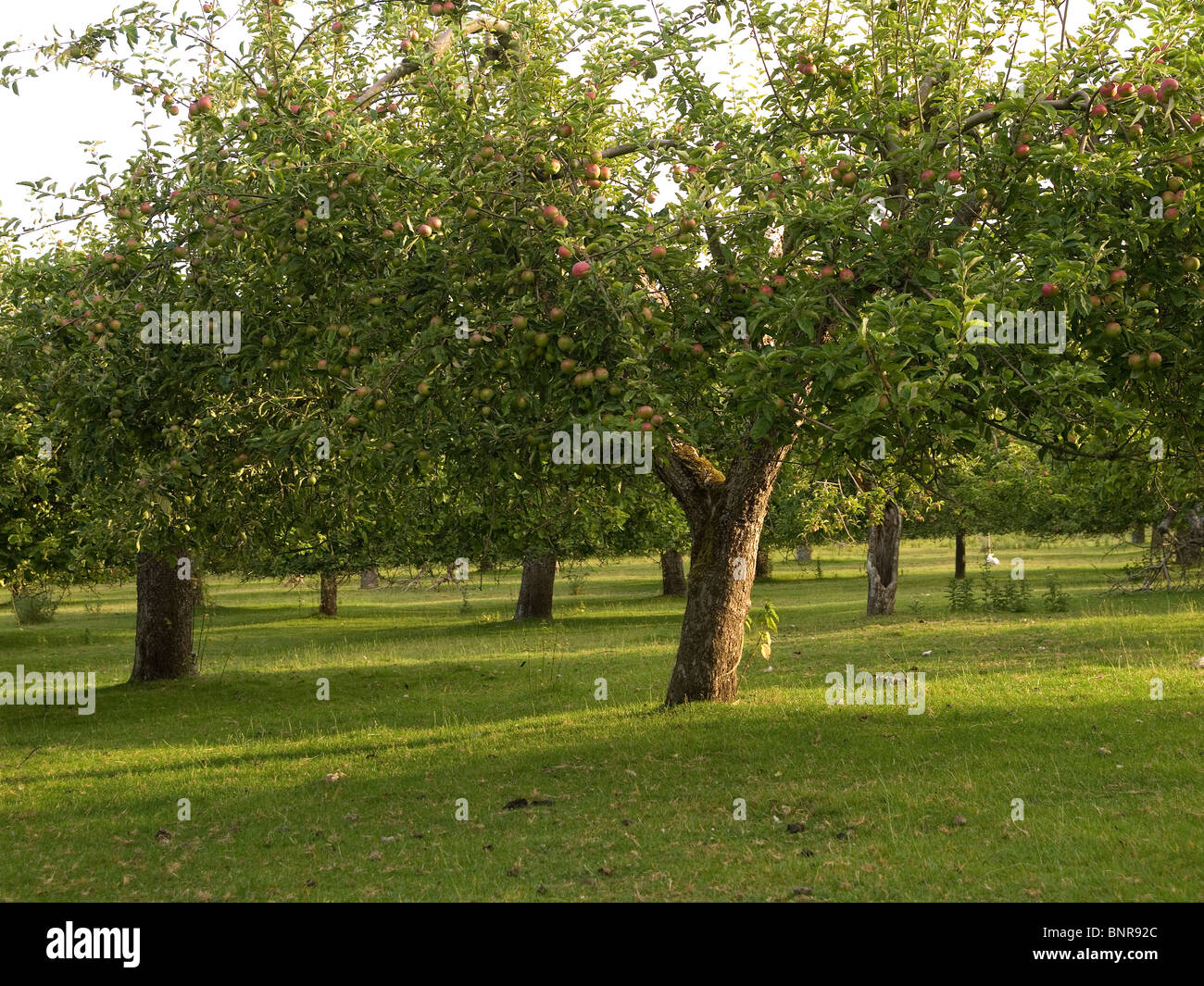 Un frutteto con ben curato maturi alberi da Apple nella luce del mattino della segala estera East Sussex Foto Stock