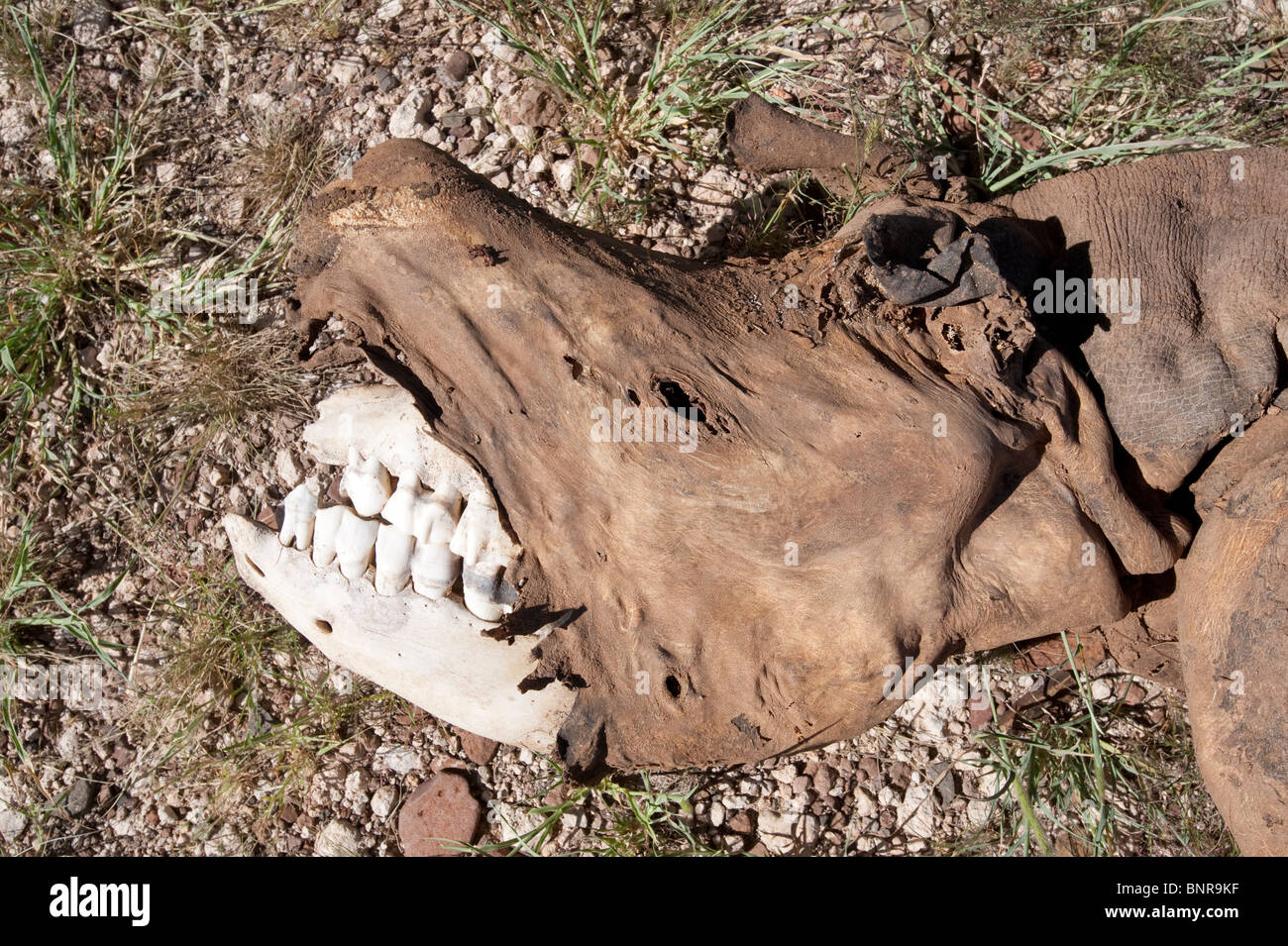 In camicia il rinoceronte nero corno rimosso Palmwag Area di conservazione in Namibia Foto Stock