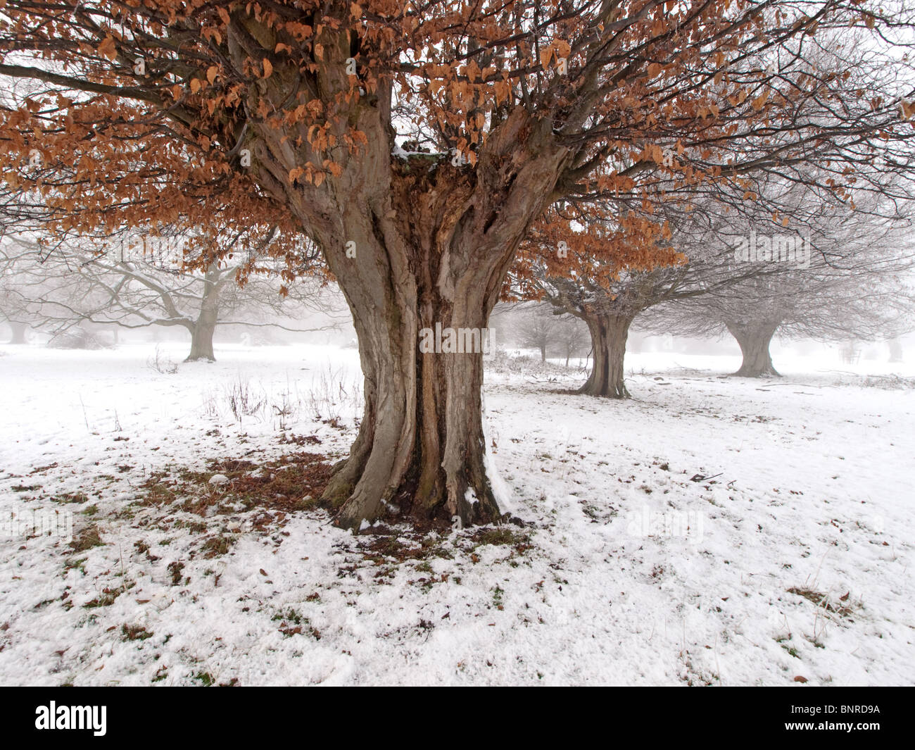 Carpino antichi alberi in neve a Hatfield Forest Foto Stock