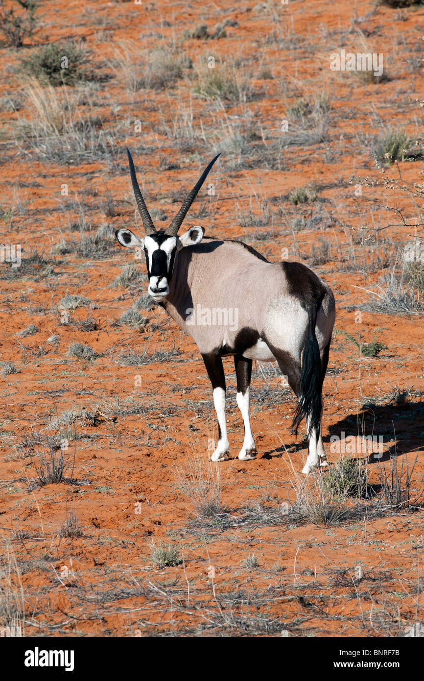Oryx su una duna rossa nel Kgalagadi transfrontaliera parco nazionale in Sud Africa e il Botswana Foto Stock