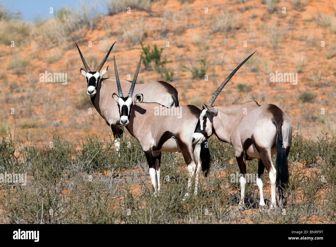 Oryx su una duna rossa nel Kgalagadi transfrontaliera parco nazionale in Sud Africa e il Botswana Foto Stock