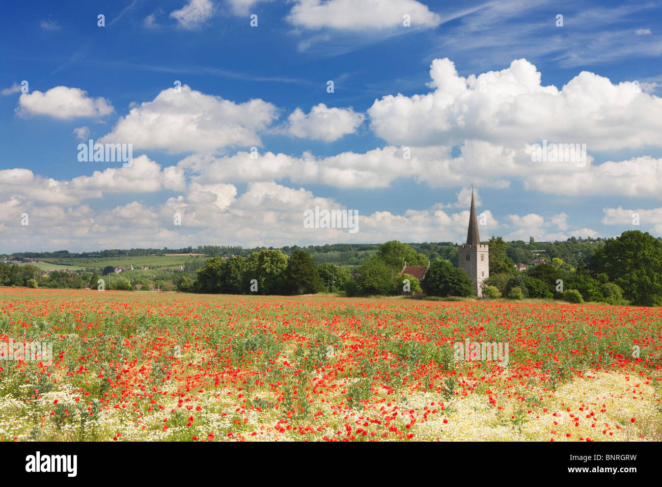 Campo di papavero di fronte alla chiesa; Est Barming; Kent; Inghilterra Foto Stock