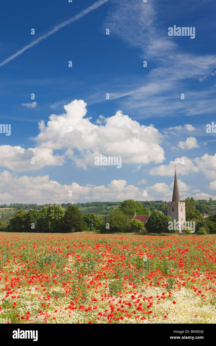Campo di papavero di fronte alla chiesa; Est Barming; Kent; Inghilterra Foto Stock