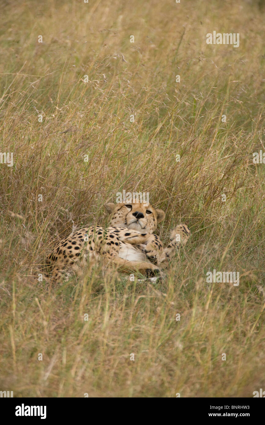 Ghepardo (Acinonyx jubatus), il Masai Mara,Kenya, Africa Foto Stock