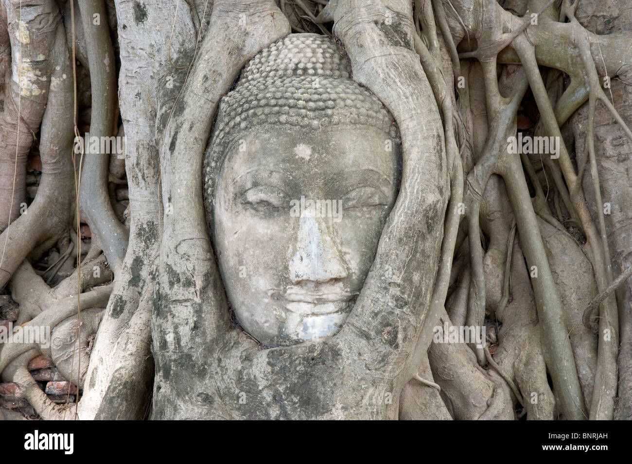 Thailandia: TESTA DEL BUDDA strangolato da radici di un banyan tree in Ayuthaya Foto Stock
