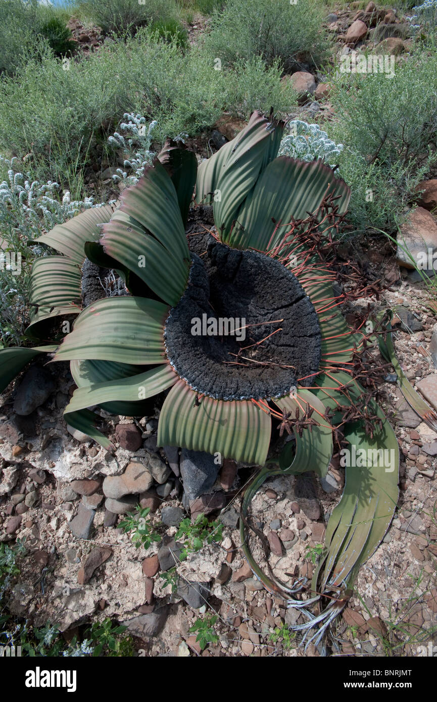 Welwitschia mirabilis stabilimento di Palmwag Namibia Foto Stock