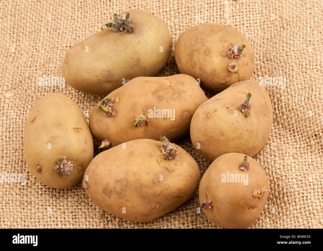 Un gruppo di Chitted tuberi seme di patate che mostra germogli sporgente Foto Stock