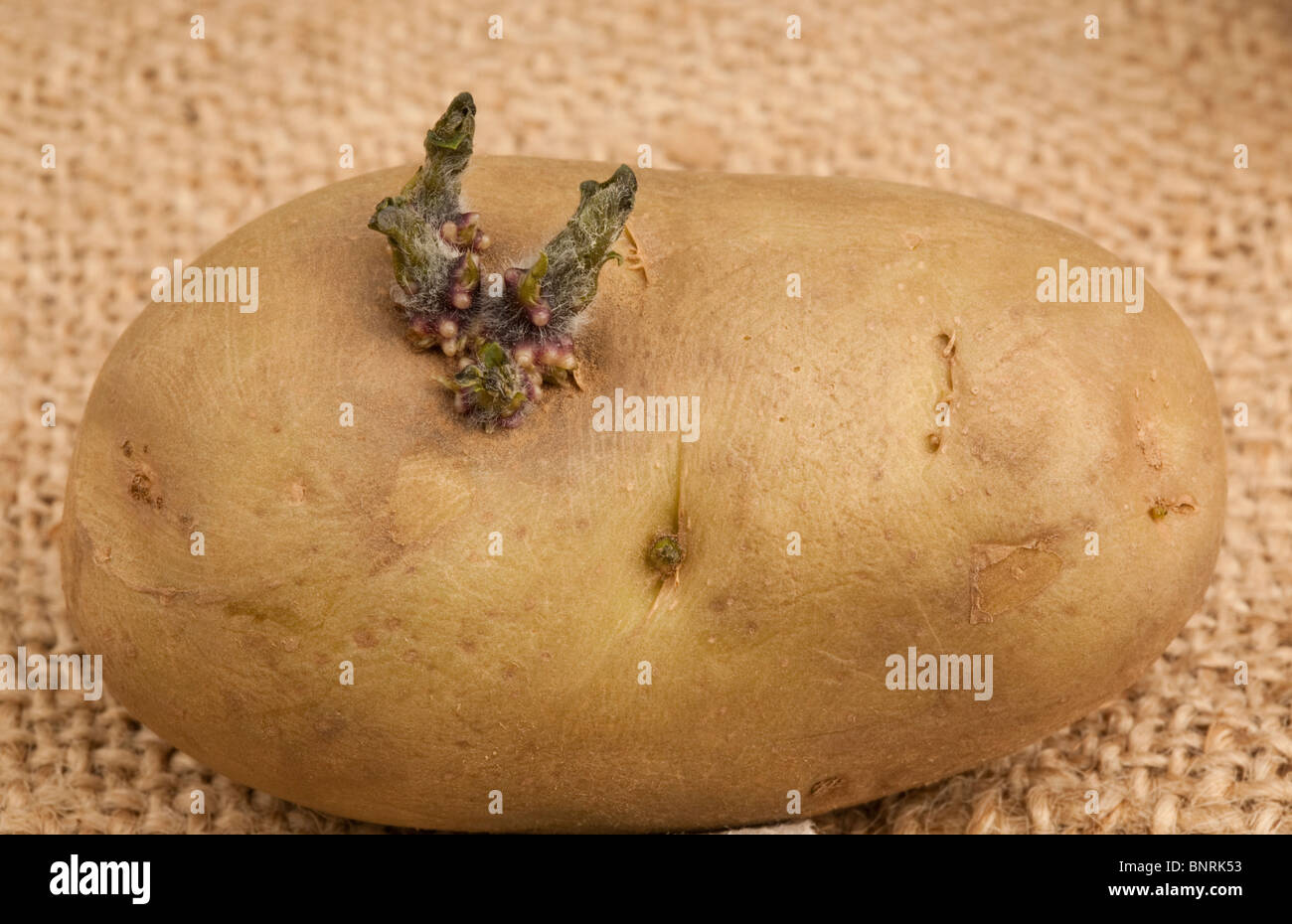 Uno chitted tuberi seme di patate che mostra una ripresa Foto Stock