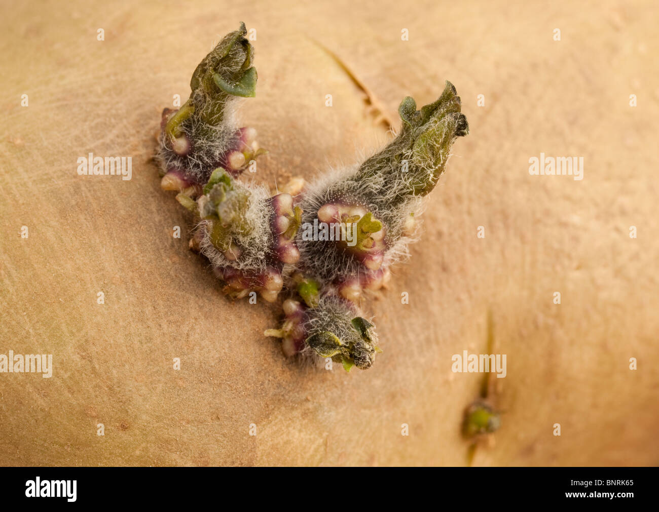 Close up di un chitted tuberi seme di patate di iniziare a riprendere Foto Stock