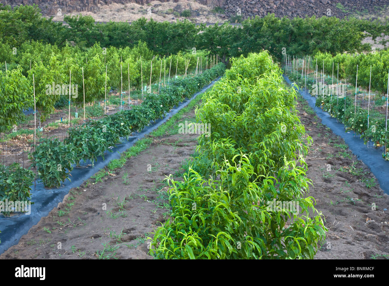 Intercropping, nettarine frutteto con piante di pomodoro. Foto Stock