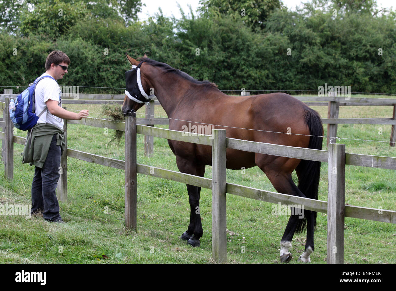 Uomo marrone alimentazione cavallo di indossare una protezione per gli occhi Foto Stock
