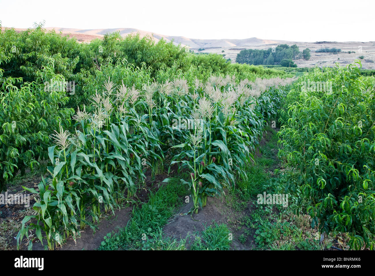 Intercropping, Peach orchard con mais tassling stadio. Foto Stock