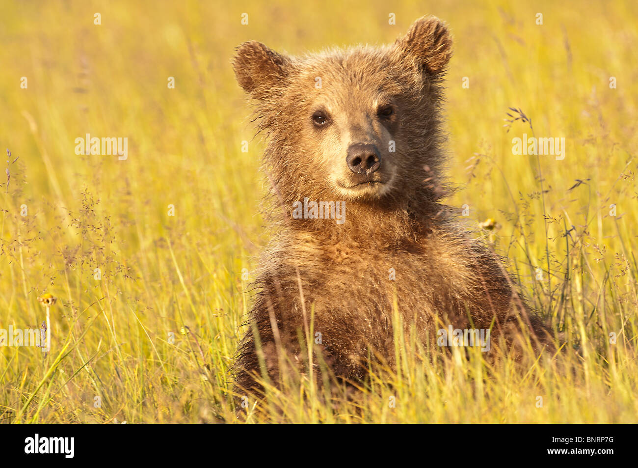 Foto di stock di un Alaskan marrone costiere Bear Cub seduti in un prato di falasco, il Parco Nazionale del Lago Clark, Alaska. Foto Stock