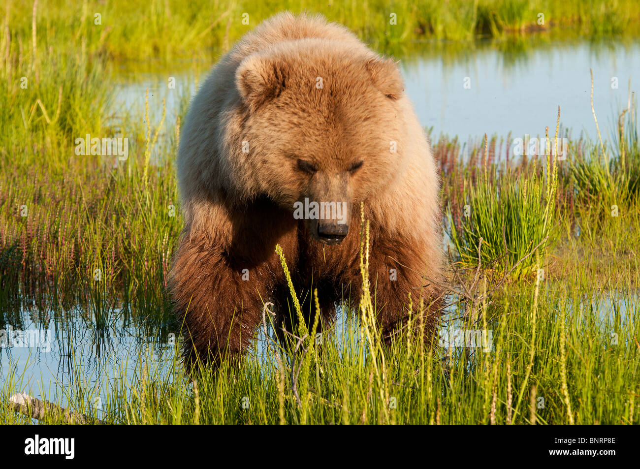 Stock photo closeup immagine di un alaskan coastal orso bruno in un prato nella luce dorata del tramonto Foto Stock