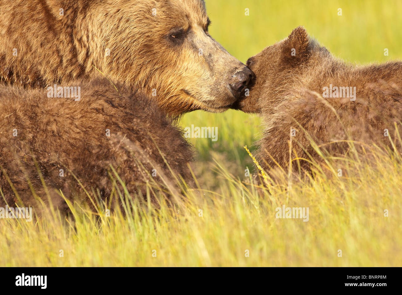 Foto di stock di un Alaskan coastal orso bruno seminare nuzzling suo cub in un prato. Foto Stock