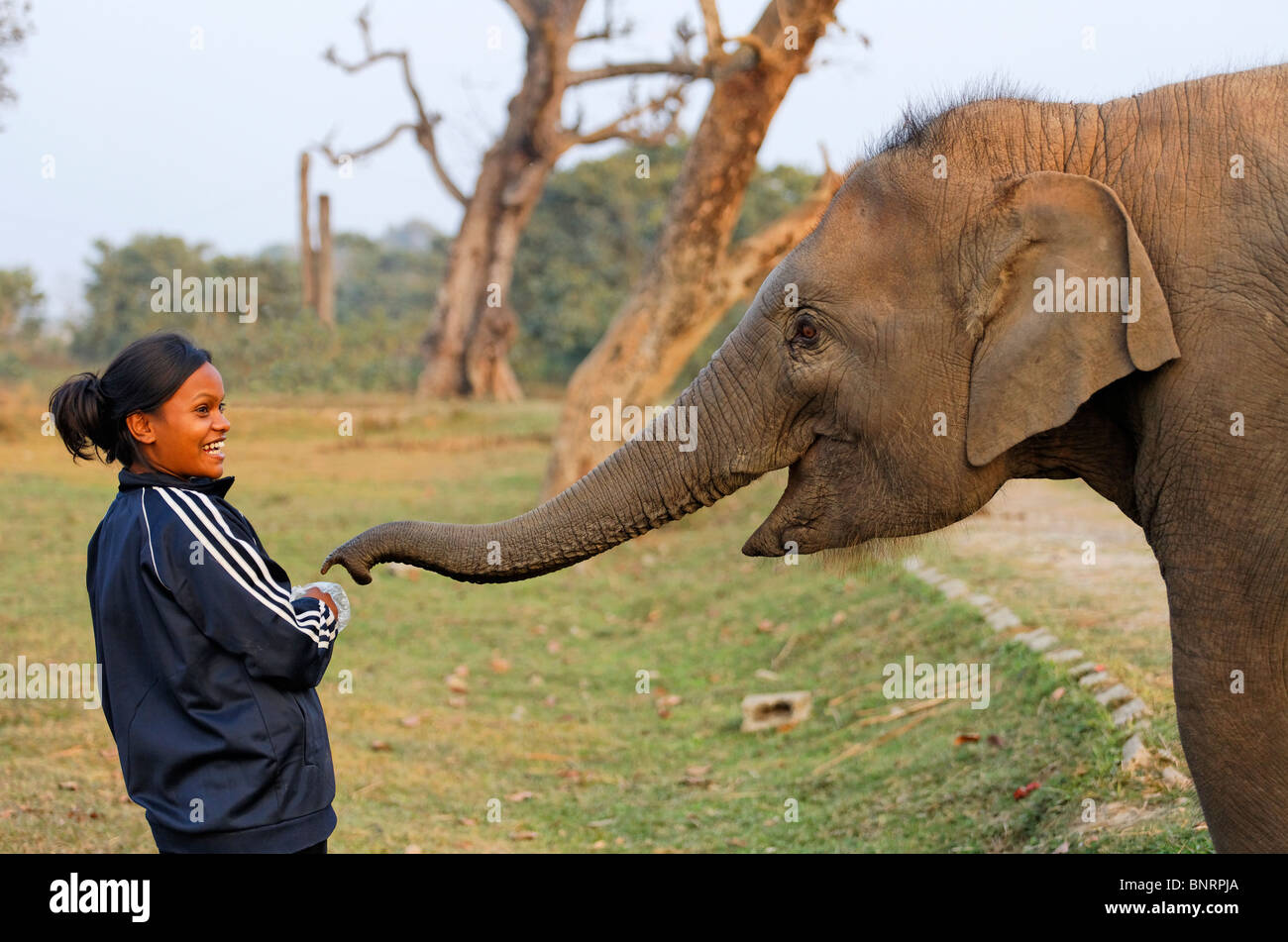 Nepal - Chitwan National Park - Elephant Breeding Center Foto Stock