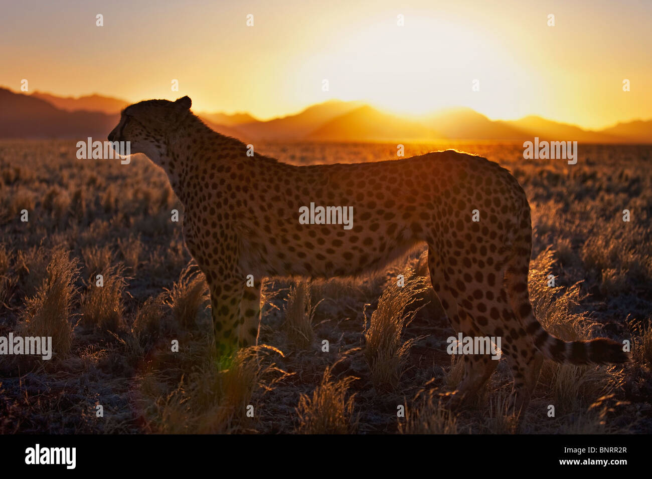Ghepardo (Acinonyx jubatus)in silhouette in piedi in habitat nel deserto al tramonto. Namib Desert Namibia Foto Stock