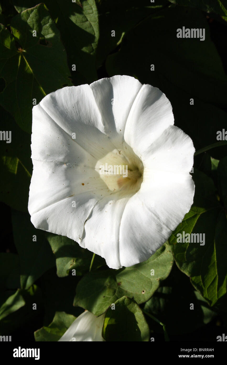 Hedge Centinodia Calystegia sepium famiglia Convolvulaceae fiore Foto Stock