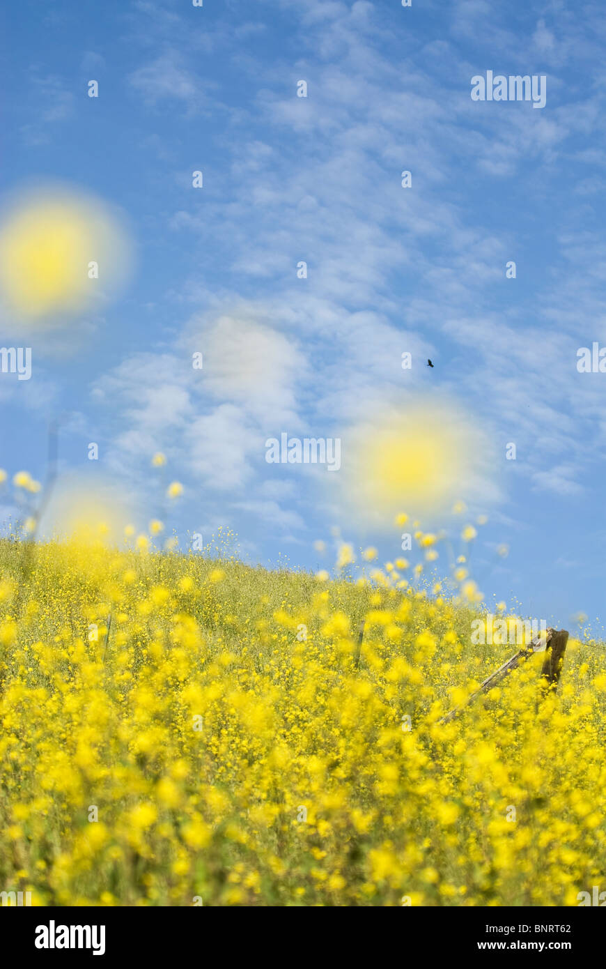 Consente di primavera per molti tipi di fiori a fiorire lungo la costa della California in Ventura, California. Foto Stock