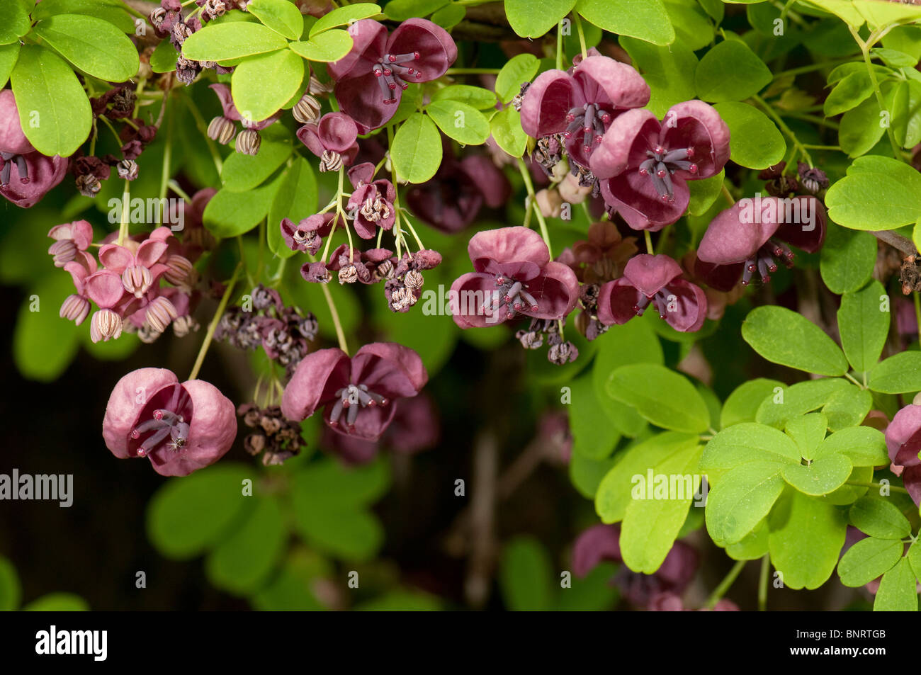 Vitigno di cioccolato, cinque foglia (Akebia quinata Akebia), fioritura. Foto Stock