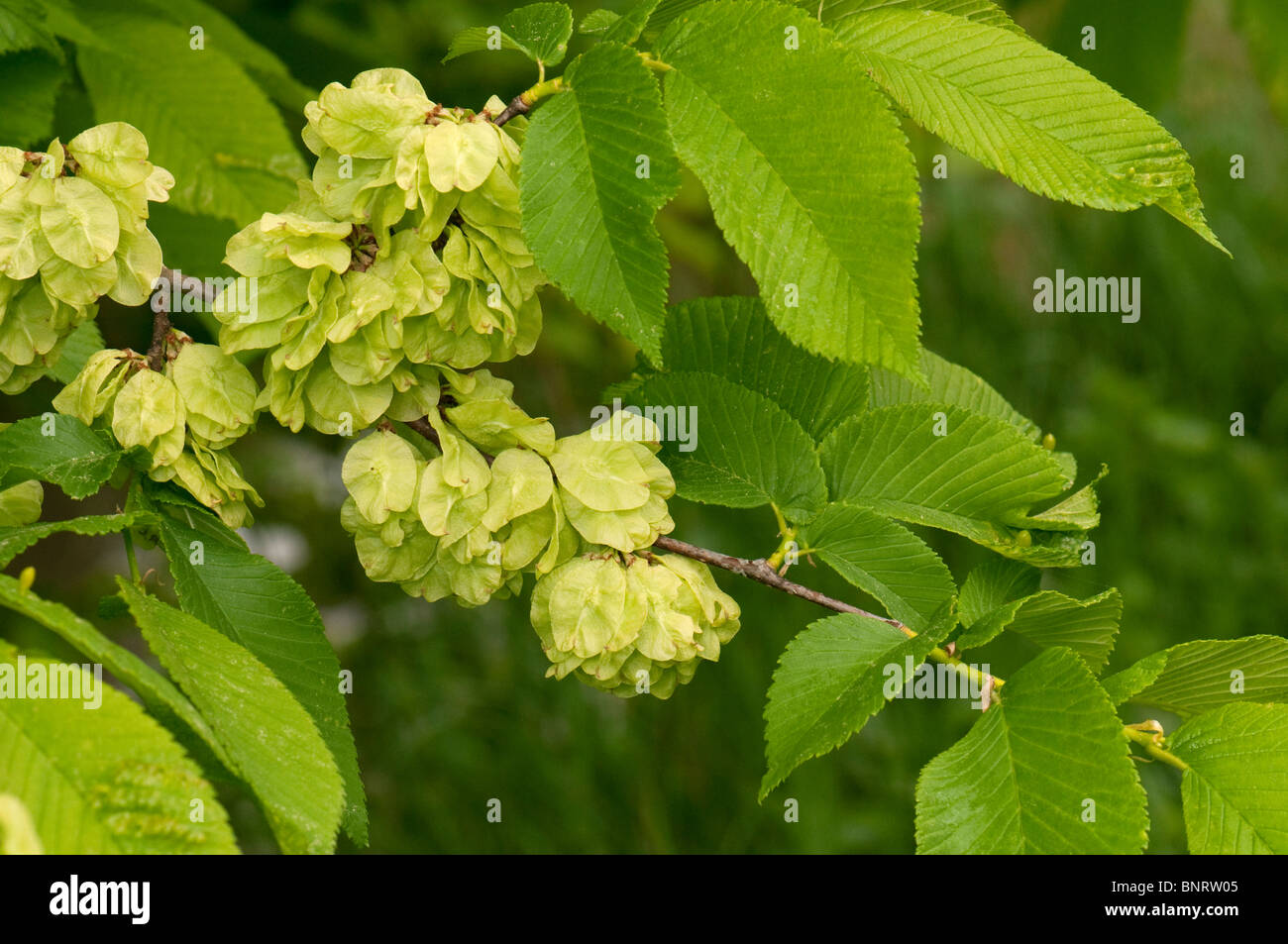 Wych olmo (Ulmus glabra). Rametto a inizio estate con semi. Foto Stock