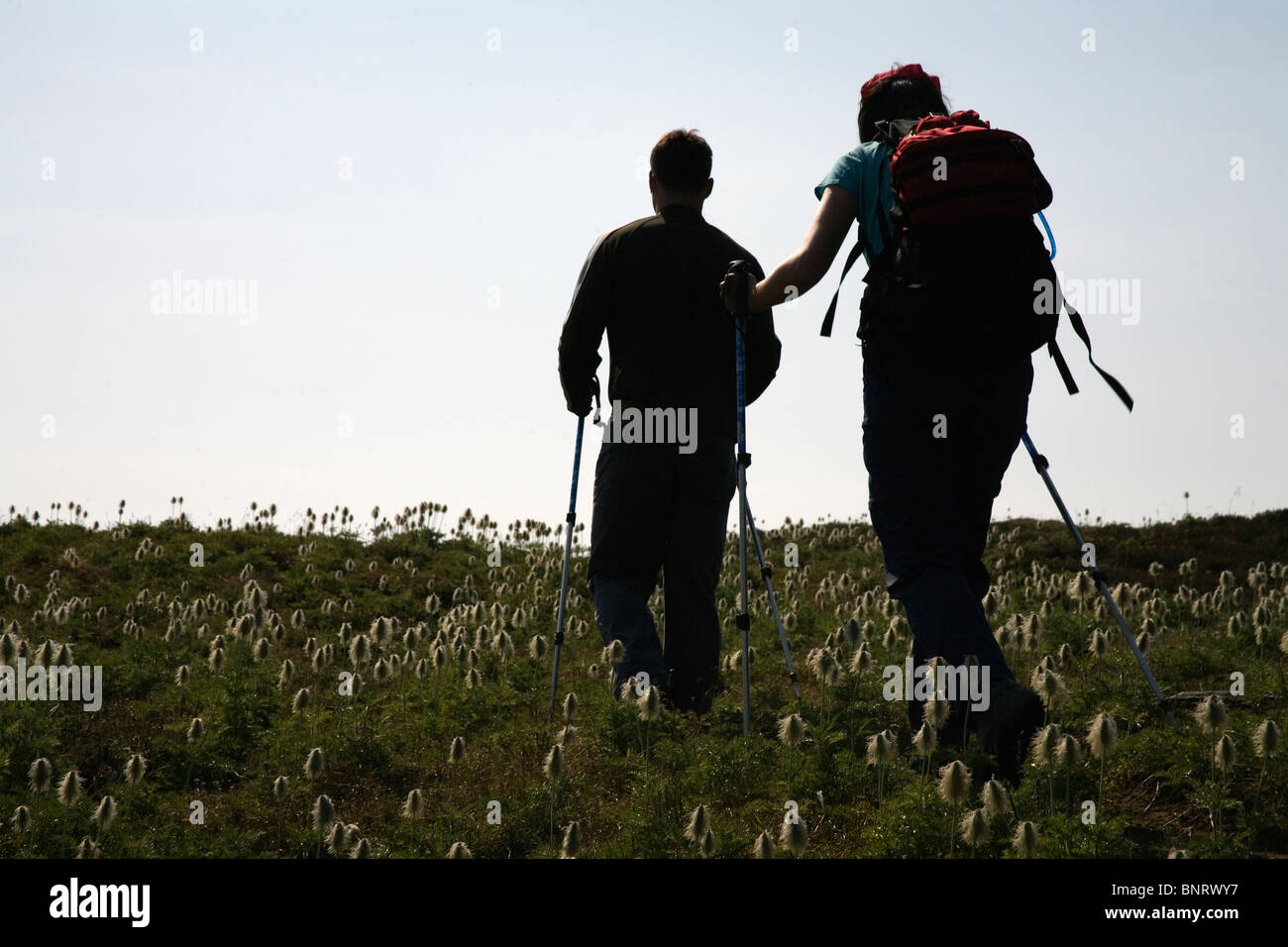 Un gruppo di escursionisti a piedi un sentiero coperto in Western Anemone a fiori di campo le Purcell Mountains. Foto Stock