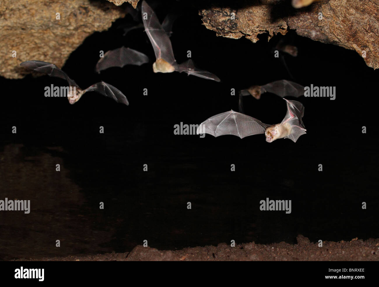 Pipistrelli persiani tridenti (Triaenops persicus) in volo, Kenya costiera. Foto Stock