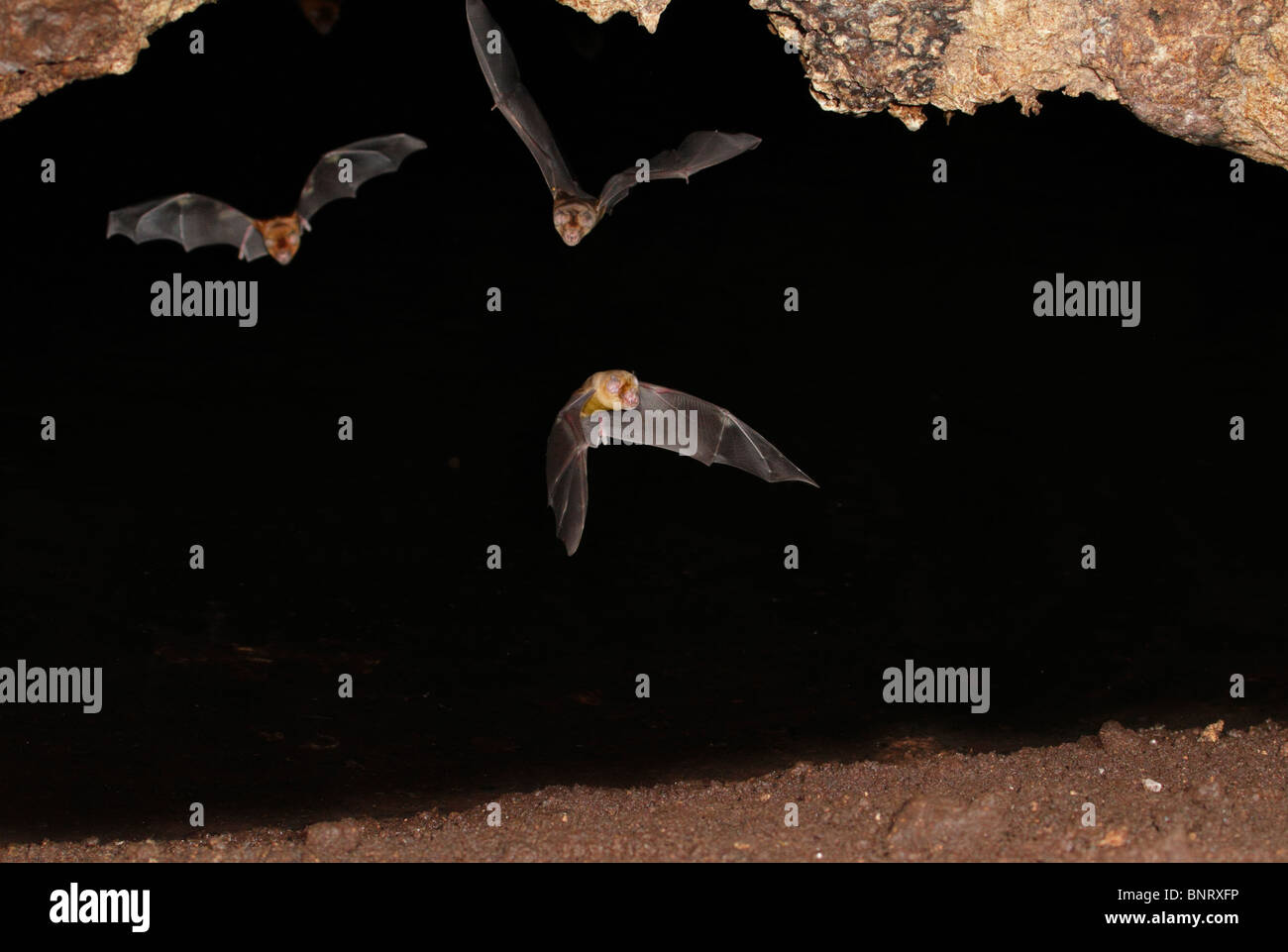 Il persiano trident pipistrelli (Triaenops persicus) battenti in grotta, costiere del Kenya. Foto Stock