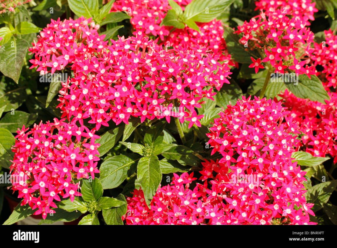 Star cluster Pentas (sp). Foto Stock