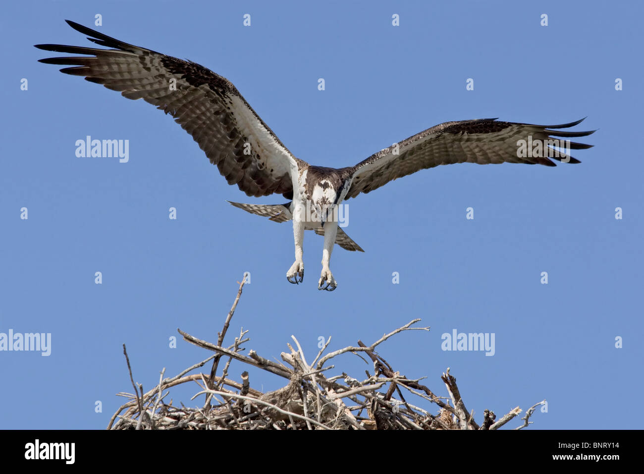 Un atterraggio Osprey torna al sito nido Foto Stock