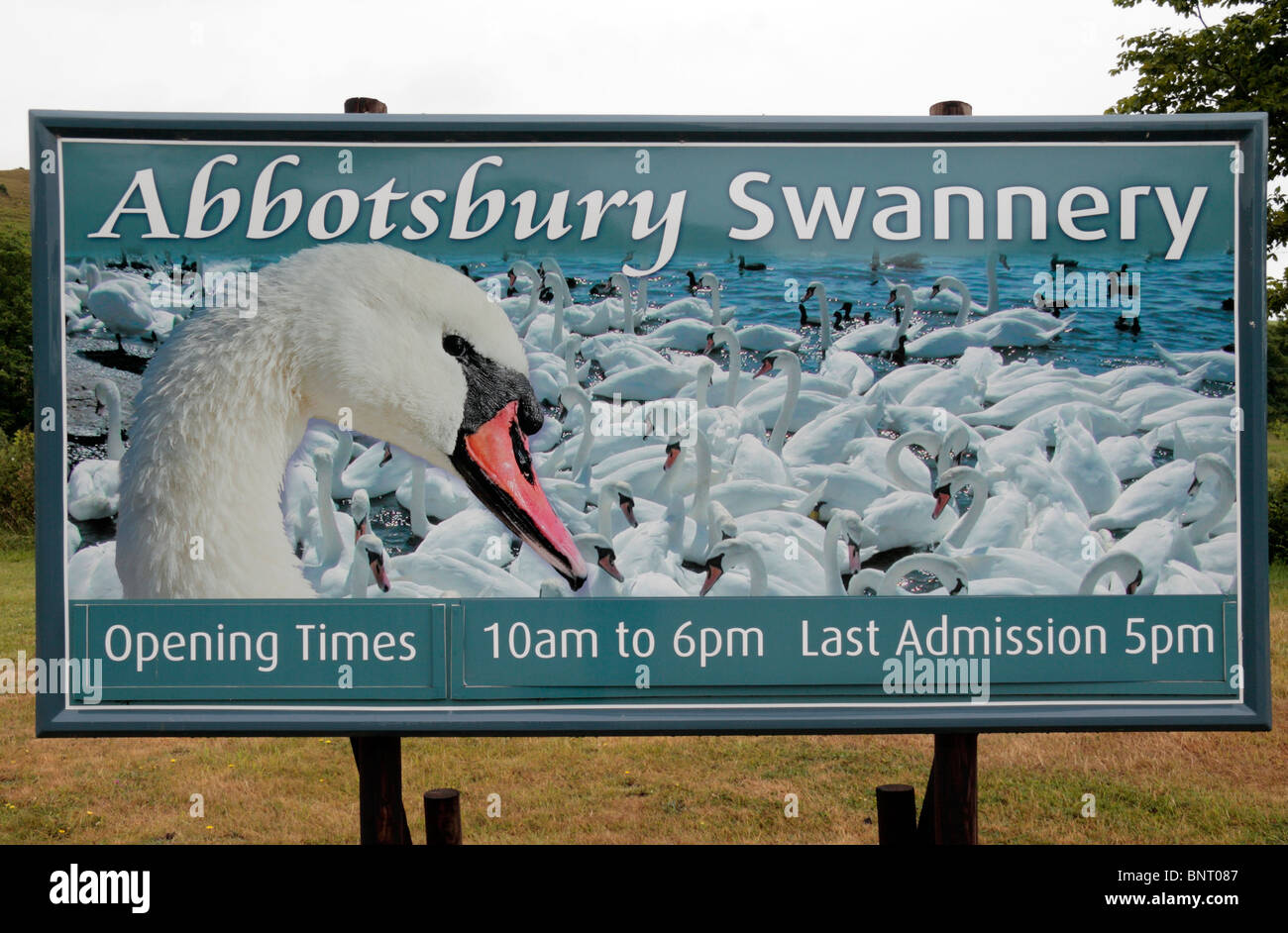 Segno a lato strada pubblicità la Abbotsbury Swannery nel Dorset, Regno Unito. Foto Stock