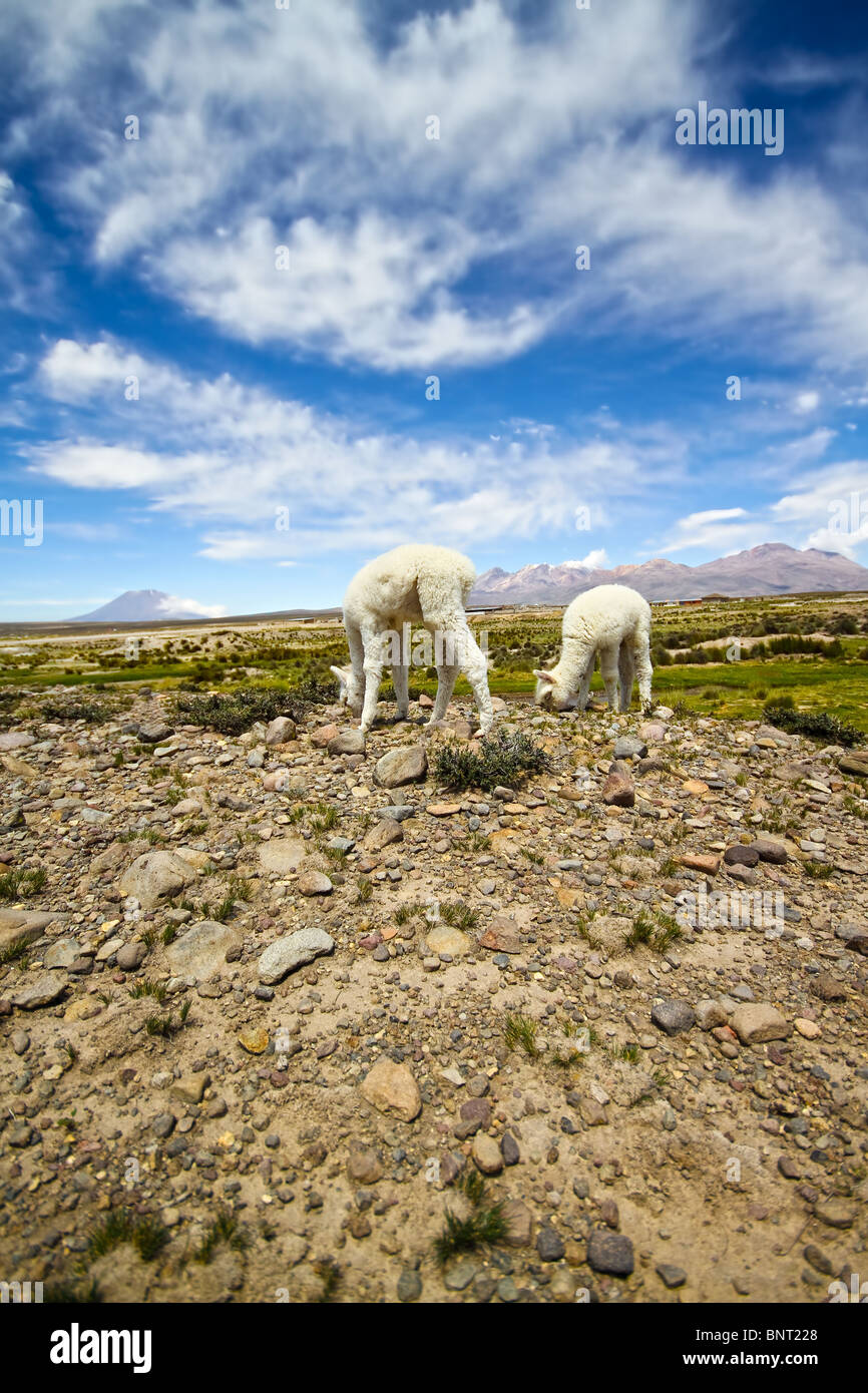 Vista di carino llama Neonati che mangiano in Sierra del Perù. Foto Stock