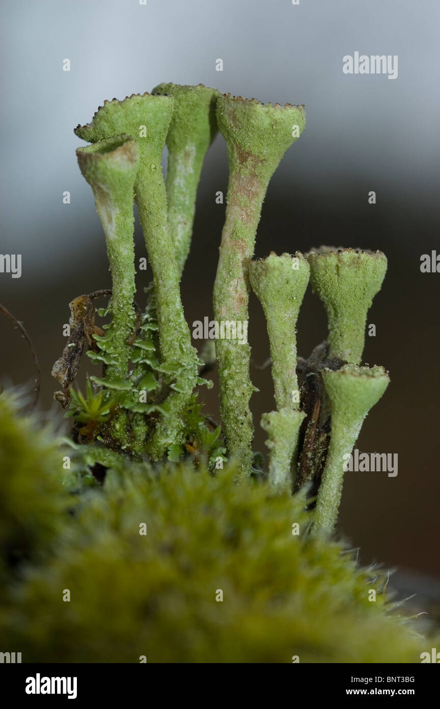 Rosso coppa pixie lichen (Cladonia coccifera) Foto Stock