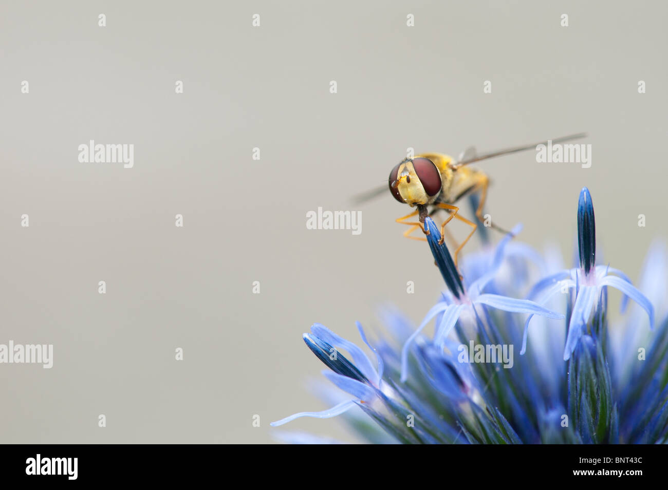 Hoverfly su un Echinops ritro 'veitchs' (Globe Thistle) fiore Foto Stock
