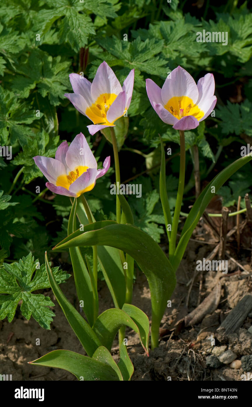 Tulipani botanici (Tulipa saxatilis Lilac Wonder), tre fiori. Foto Stock