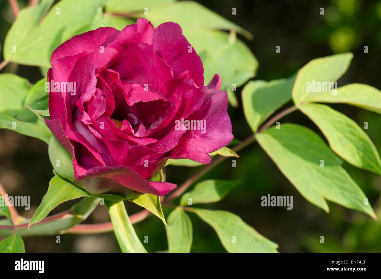 Tree peonia (Paeonia suffruticosa Negricans), fiore. Foto Stock