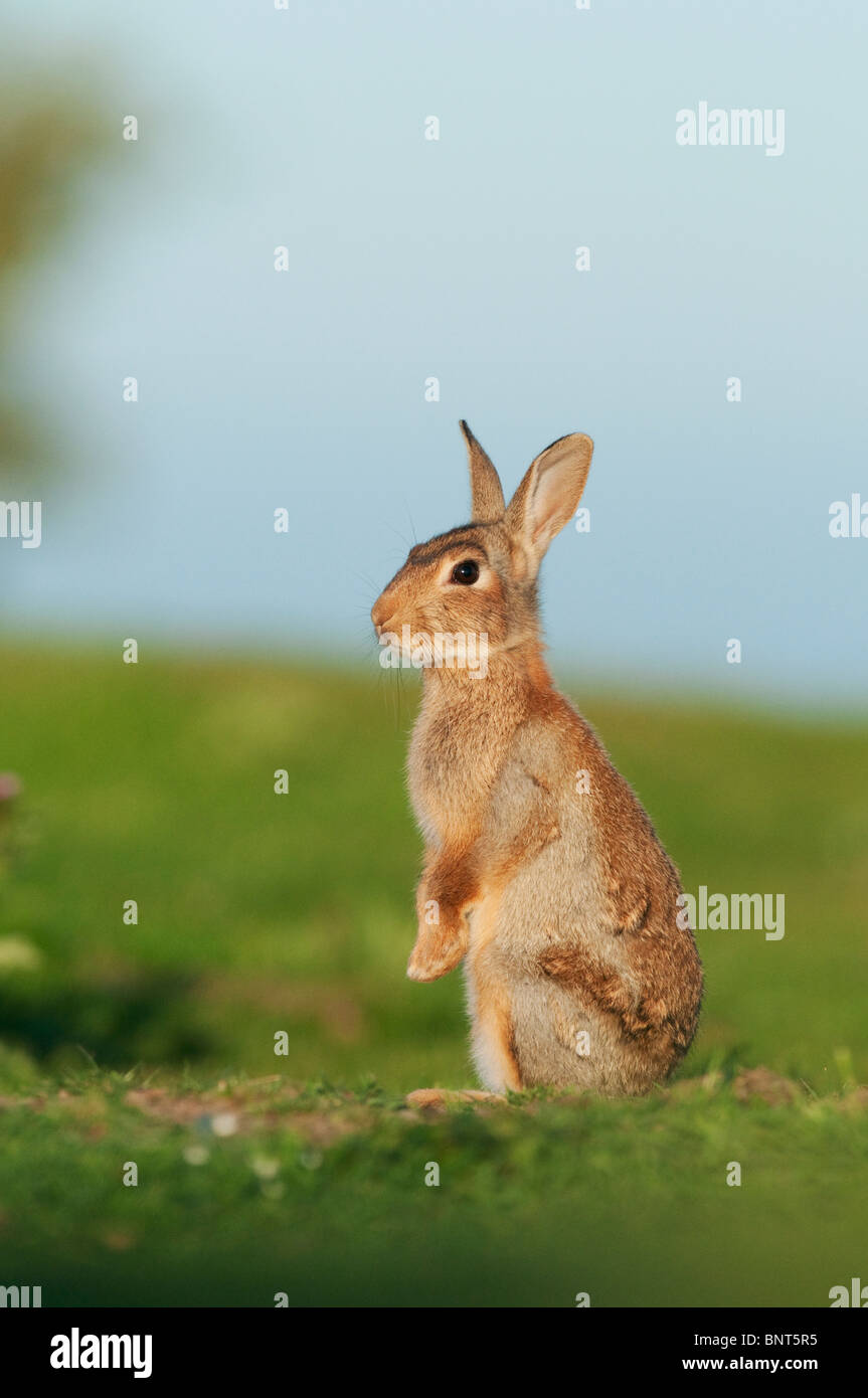 Coniglio europeo (oryctolagus cuniculus), Kent, Inghilterra, estate. Foto Stock