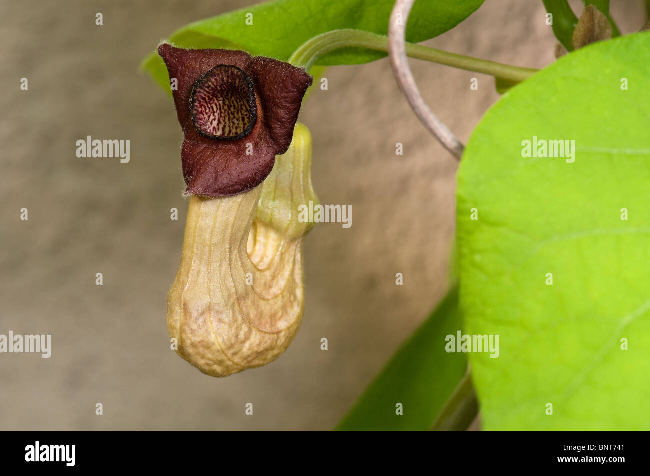 Aristolochia cinese, Guan Mu Tong (Aristolochia manshuriensis), fiore. Foto Stock