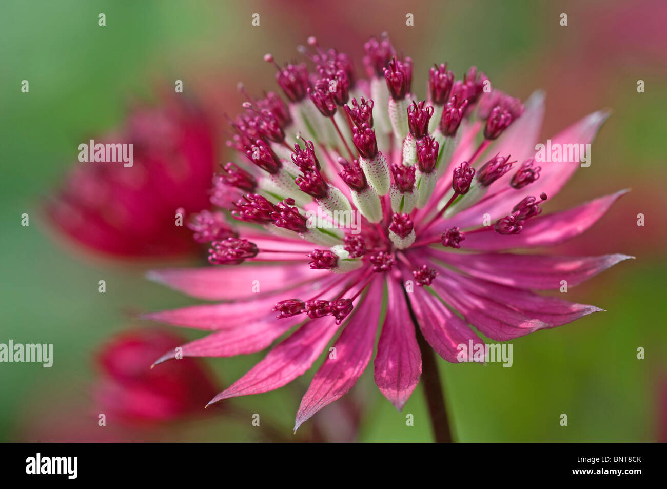Masterwort (Astrantia major nozze di rubino), fiore. Foto Stock