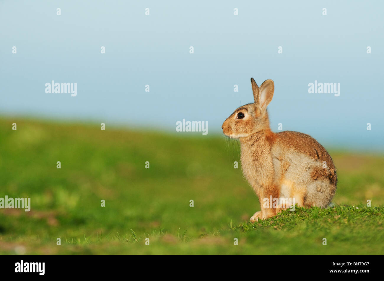 Coniglio europeo (oryctolagus cuniculus), Kent, Inghilterra, estate. Foto Stock