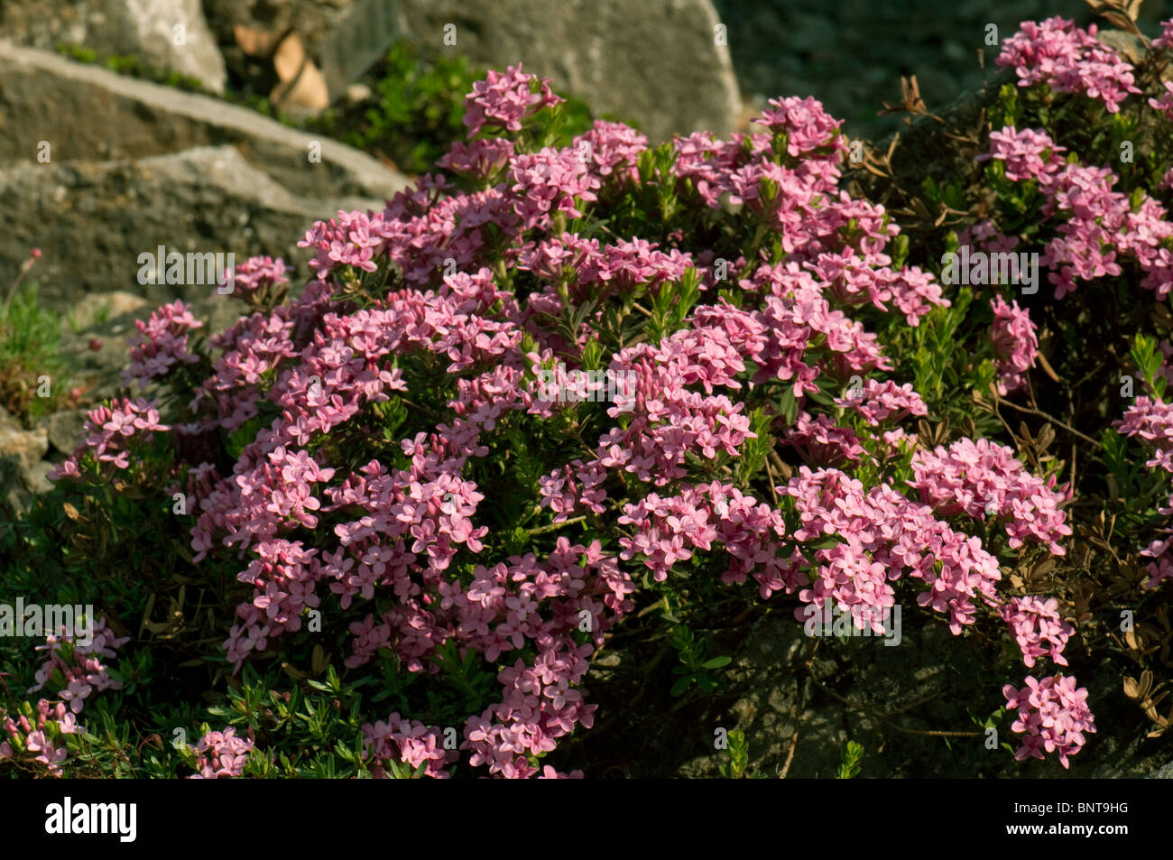 Garland Flower (Daphne cneorum), fioritura bush. Foto Stock