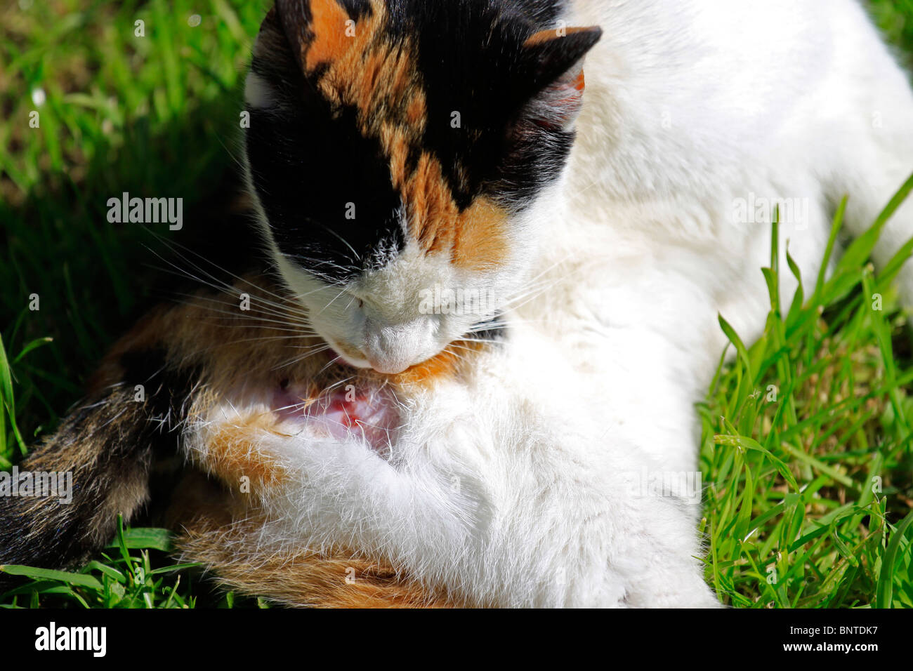 Feriti guscio di tartaruga gattino leccare avvolti su di esso l'anca. Foto Stock